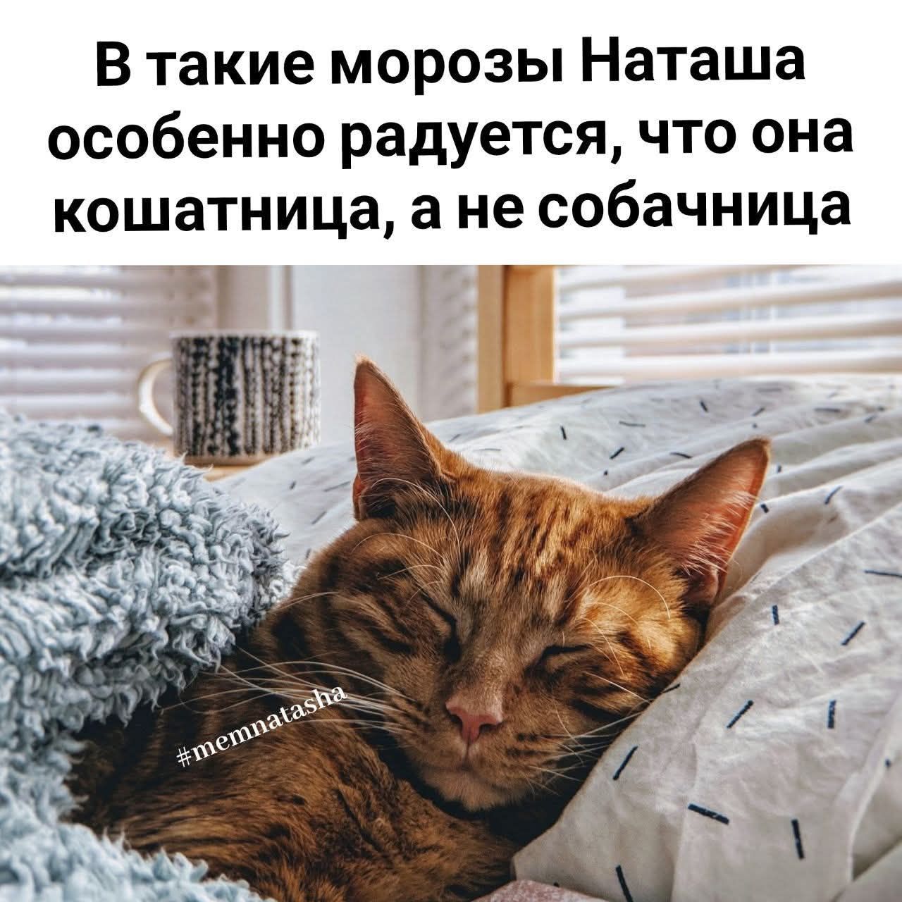 В такие морозы Наташа особенно радуется, что она кошатница, а не собачница