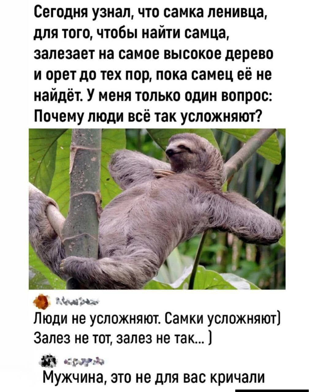 Сегодня узнал, что самка ленивица, для того, чтобы найти самца, залезает на самое высокое дерево и орет до тех пор, пока самец её не найдёт. У меня только один вопрос: Почему люди всё так усложняют?

Люди не усложняют. Самки усложняют] Залез не тот, залез не так...
Мужчина, это не для вас кричали
