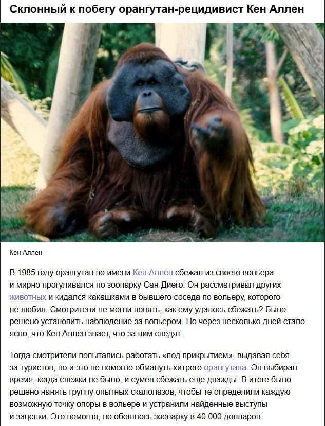 Склонный к побегу орангутанг-резидивист Кен Аллен

Кен Аллен

В 1985 году орангутанг по имени Кен Аллен сбежал из своего вольера и мирно прогуливался по зоопарку Сан-Диего. Он рассматривал других животных и кидался к бывшему соседу по вольеру, которого он не любил. Смотрители не могли понять, как ему удалось сбежать. Было решено …