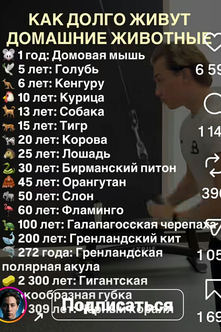 КАК ДОЛГО ЖИВУТ ДОМАШНИЕ ЖИВОТНЫЕ
🐭 1 год: Домовая мышь
🐦 5 лет: Голубь
🦒 6 лет: Кенгуру
🐔 10 лет: Курица
🐕 13 лет: Собака
🐯 15 лет: Тигр
🐄 20 лет: Корова
🐎 25 лет: Лошадь
🐍 30 лет: Бирманский питон
🦎 45 лет: Орангутан
🐘 50 лет: Слон
🦩 60 лет: Фламинго
🫗 100 лет: Галапагосская черепаха
🐋 200 лет: Гренландский кит
🦈 272 года: Гренландская полярная а