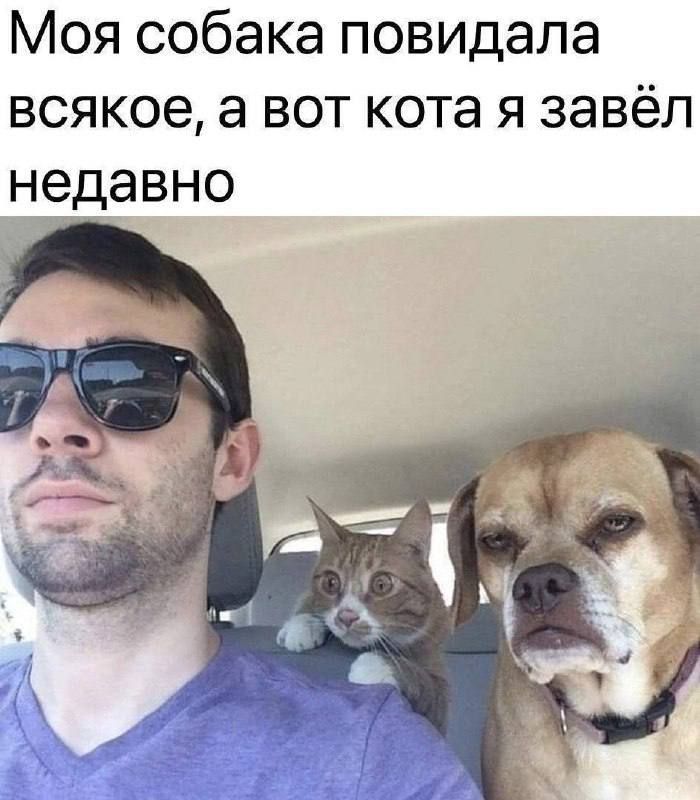Моя собака повидала всякое, а вот кота я завёл недавно