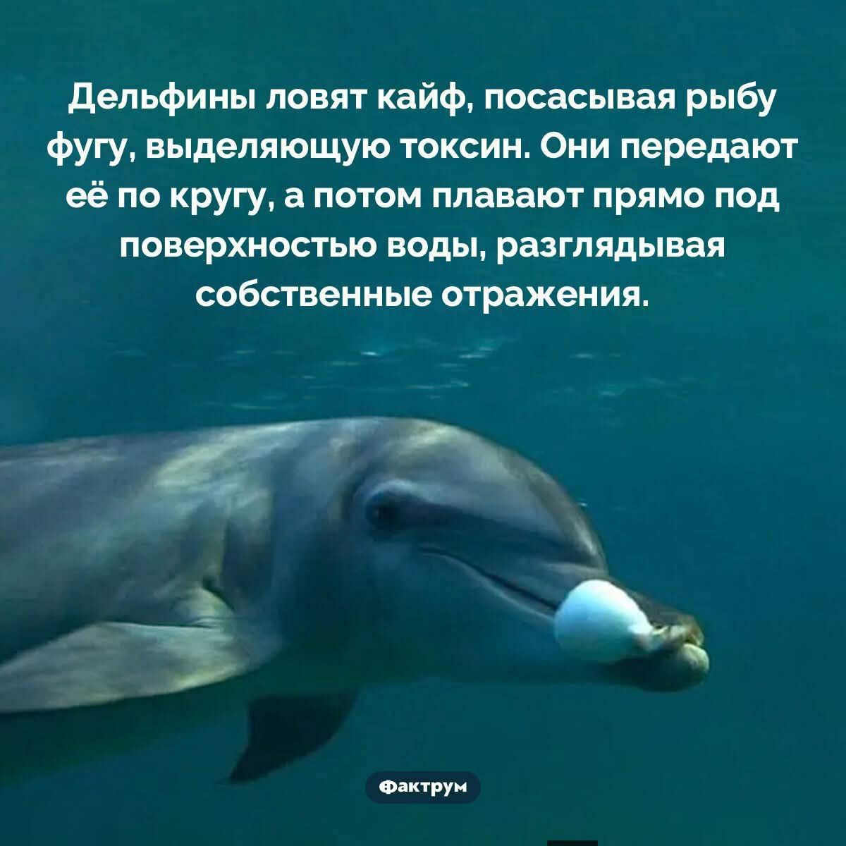 Дельфины ловят кайф, посасывая рыбу фугу, выделяющую токсин. Они передают её по кругу, а потом плавают прямо под поверхностью воды, разглядывая собственные отражения.
