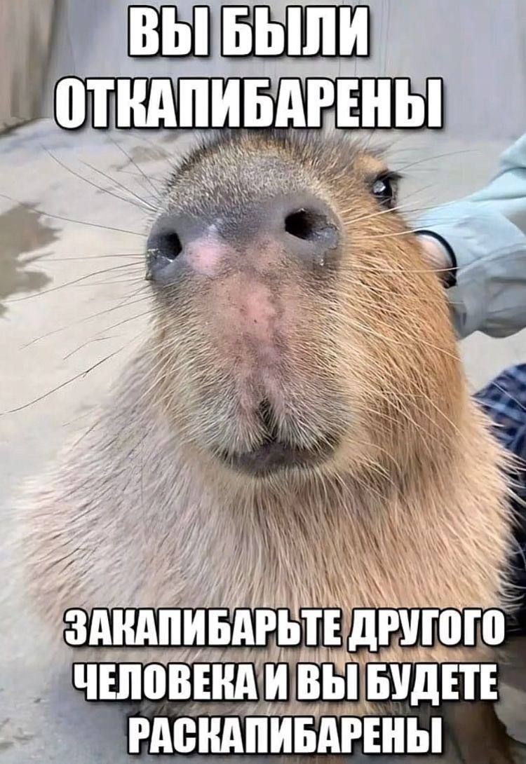 ВЫ БЫЛИ ОТКАПИБАРЕНЫ
ЗАКАПИБАРЕНЕ ДРУГОГО ЧЕЛОВЕКА И ВЫ БУДЕТЕ РАСКАПИБАРЕНЫ