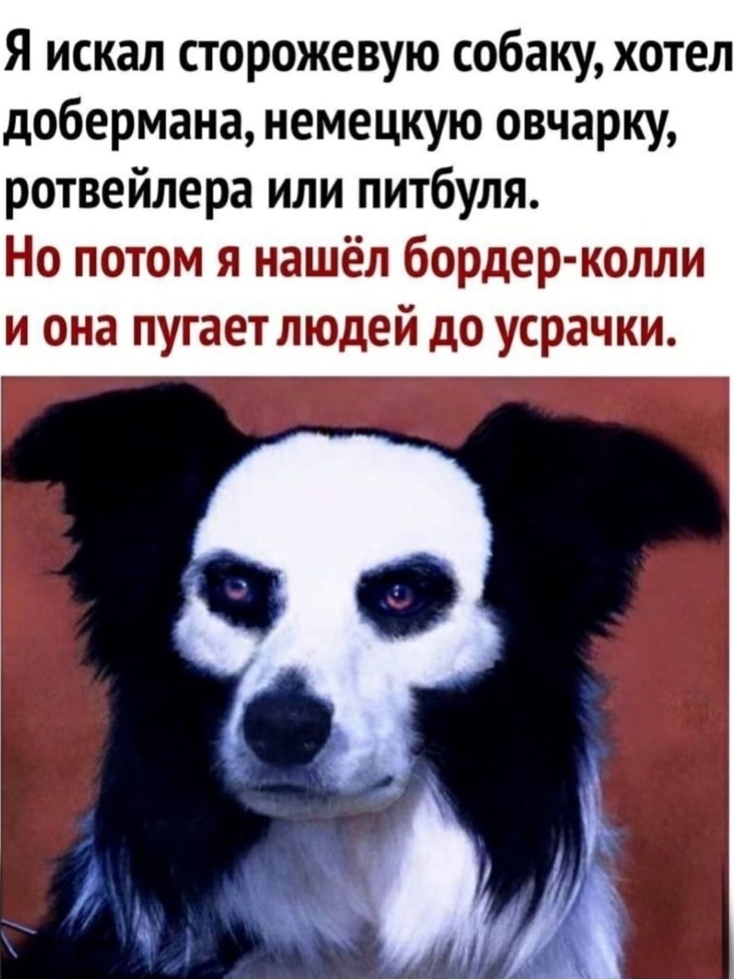 Я искал сторожевую собаку, хотел добермана, немецкую овчарку, ротвейлера или питбула. Но потом я нашёл бордер-колли и она пугает людей до усрачки.