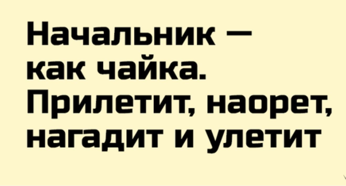 Начальник — как чайка. Прилетит, наорёт, нагадит и улетит