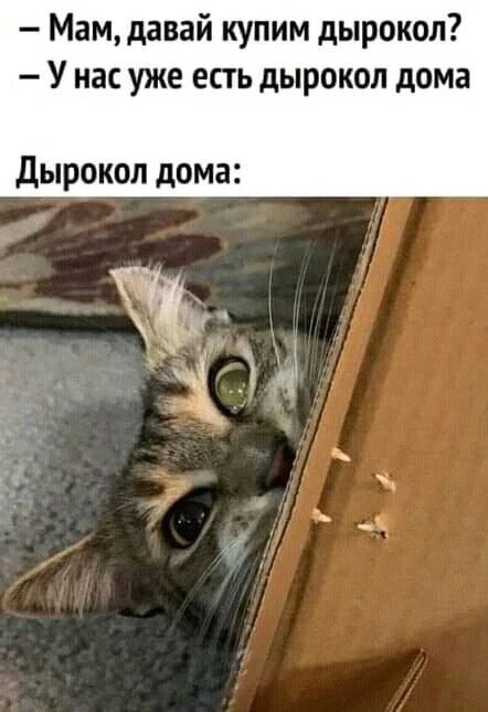 - Мам, давай купим дырокол? - У нас уже есть дырокол дома - Дырокол дома: