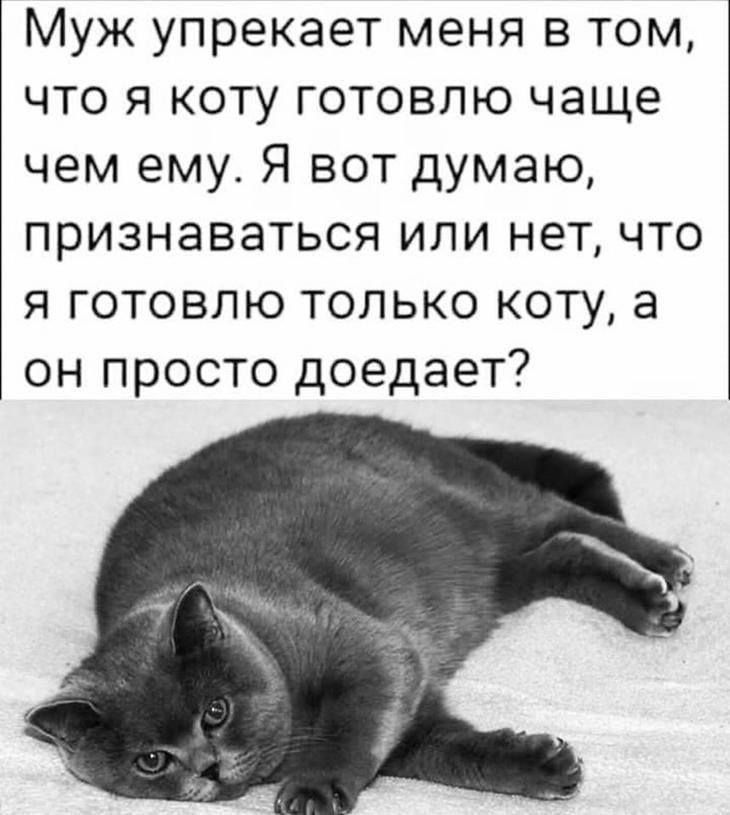 Муж упрекает меня в том, что я коту готовлю чаще чем ему. Я вот думаю, признаватся или нет, что я готовлю только коту, а он просто доедает?