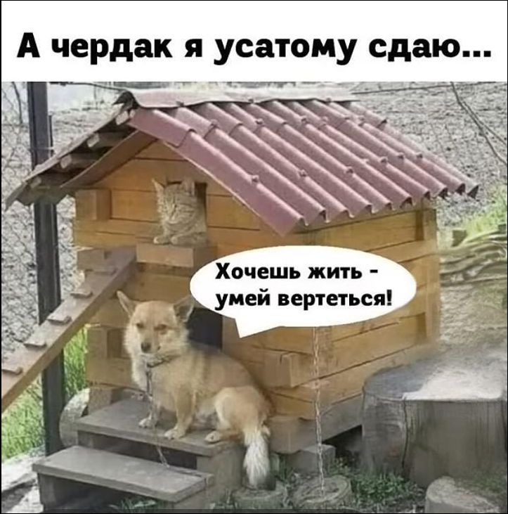 А чердак я усатому сдаю...\nХочешь жить - умей вертеться!