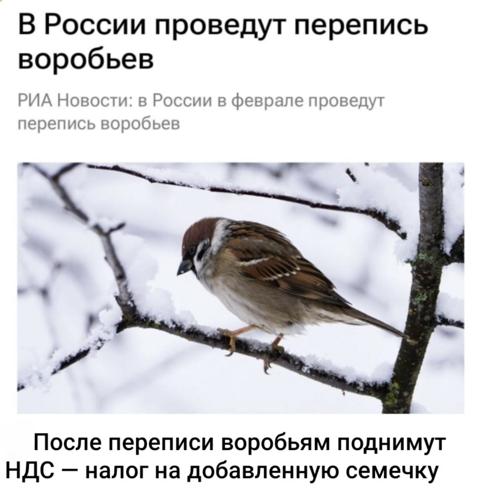 В России проведут перепись воробьёв
РИА Новости: в России в феврале проведут перепись воробьёв

После переписи воробьям поднесут НДС — налог на добавленную семечку