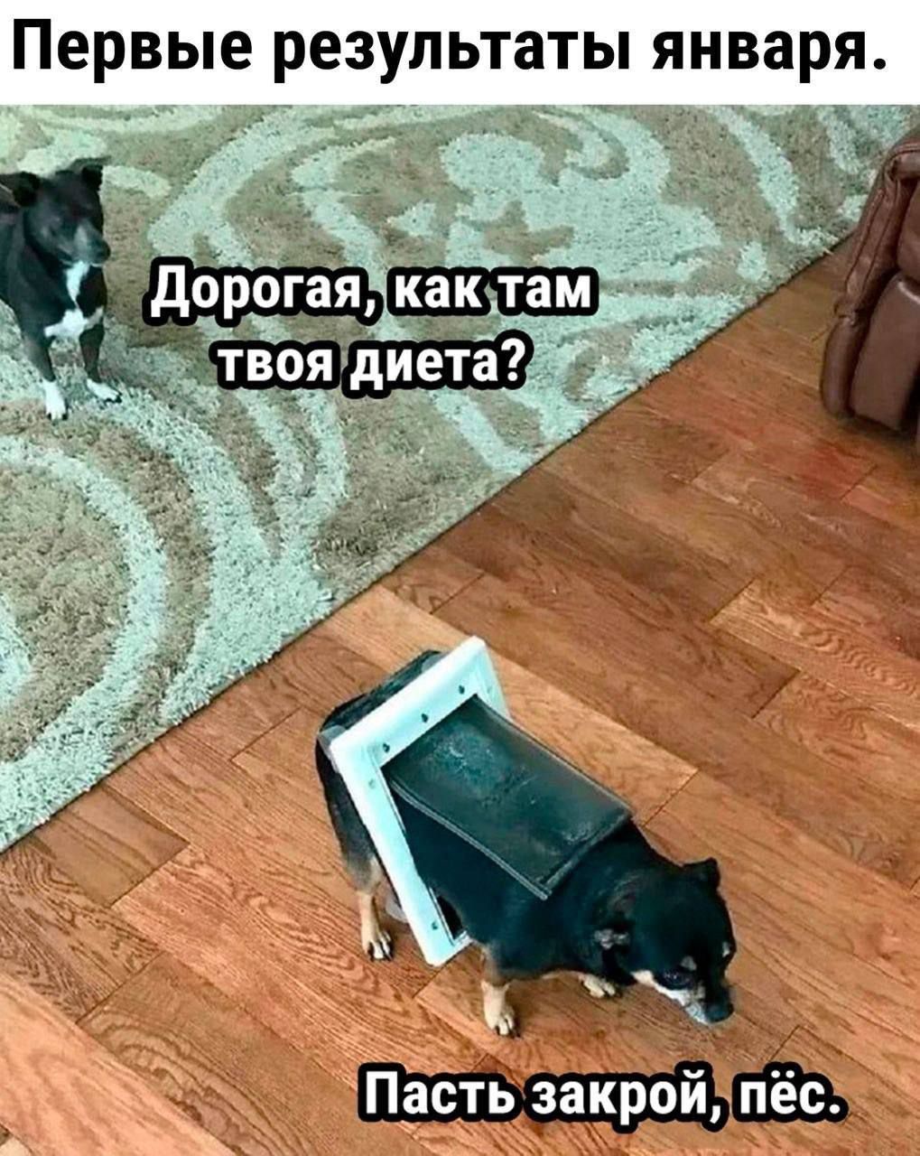 Первые результаты января.
Дорогая, как там твоя диета?
Пасть закрой, пёс.