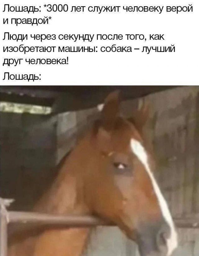 Лошадь: *3000 лет служит человеку верой и правдой*
Люди через секунду после того, как изобретают машины: собака – лучший друг человека!
Лошадь: