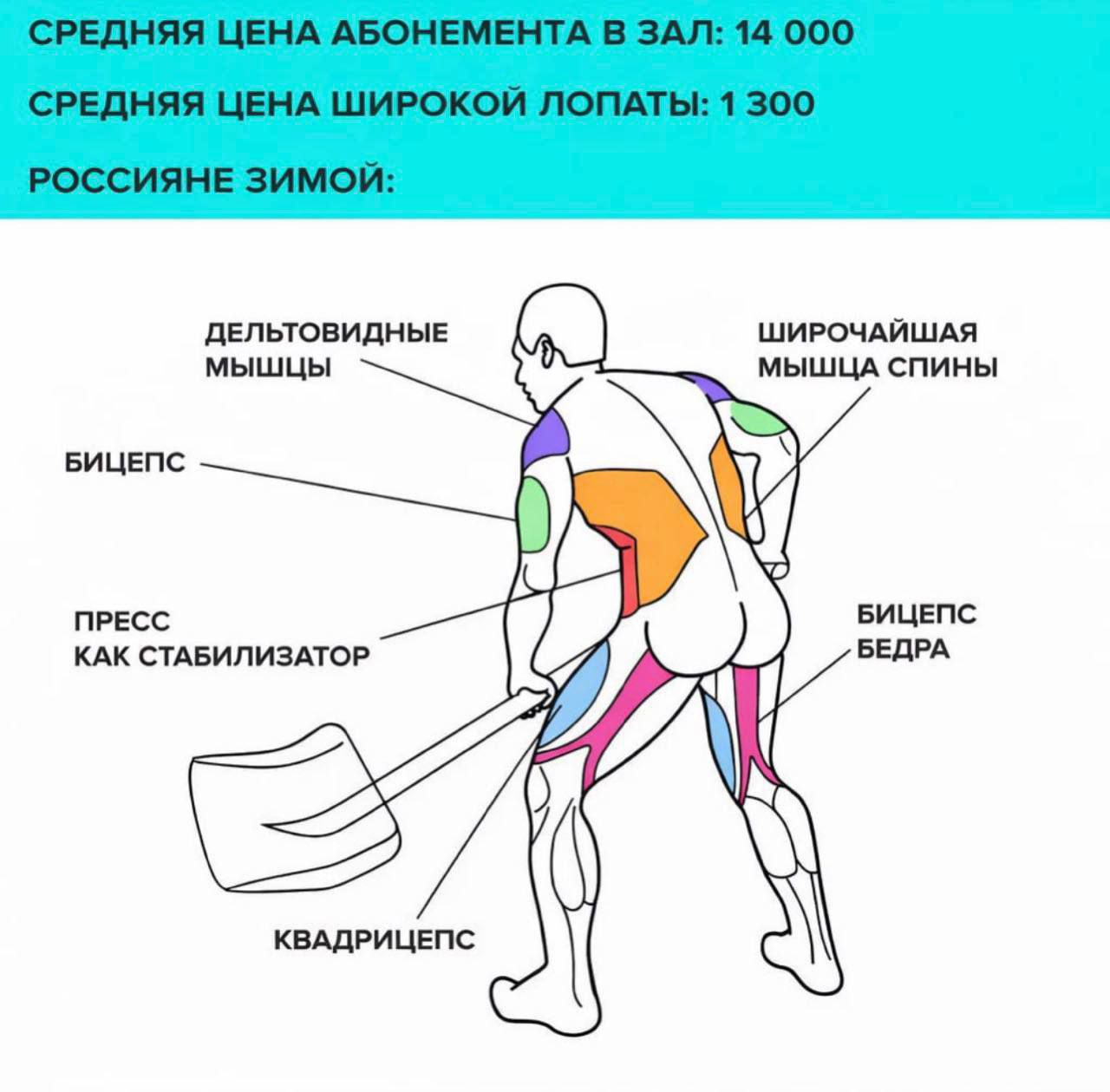 СРЕДНЯЯ ЦЕНА АБОНЕМЕНТА В ЗАЛ: 14 000
СРЕДНЯЯ ЦЕНА ШИРОКОЙ ЛОПАТЫ: 1 300
РОССИЯНЕ ЗИМОЙ:

ДЕЛЬТОВИДНЫЕ МЫШЦЫ
ШИРОКОЙ МЫШЦЫ СПИНЫ
БИЦЕПС
ПРЕСС КАК СТАБИЛИЗАТОР
КВАДРИЦЕПС
БИЦЕПС БЕДРА