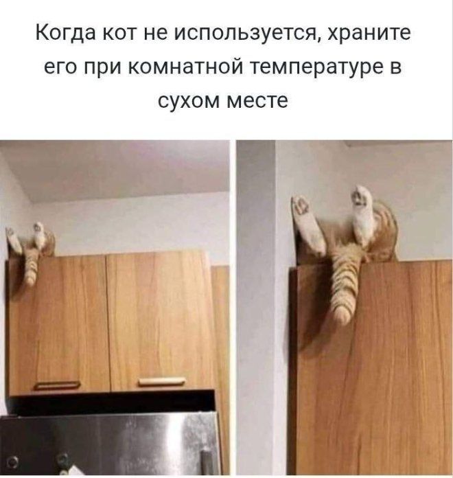 Когда кот не использется, храните его при комнатной температуре в сухом месте