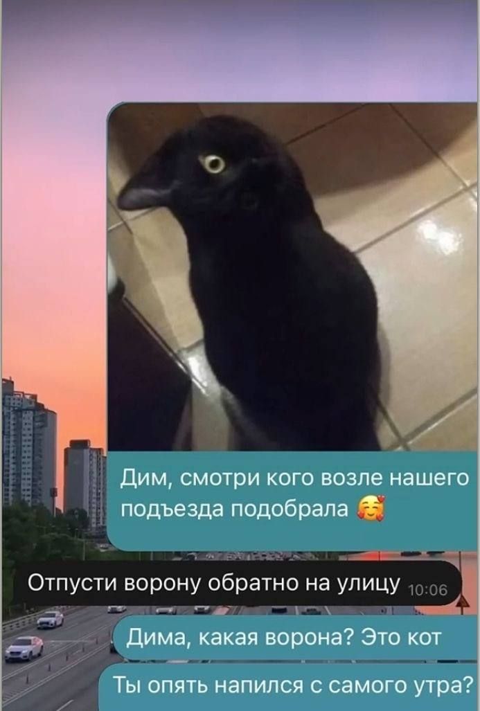 Дим, смотри кого возле нашего подъезда подобрала 🥰 Отпусти ворону обратно на улицу Дима, какая ворона? Это кот Ты опять напился с самого утра?