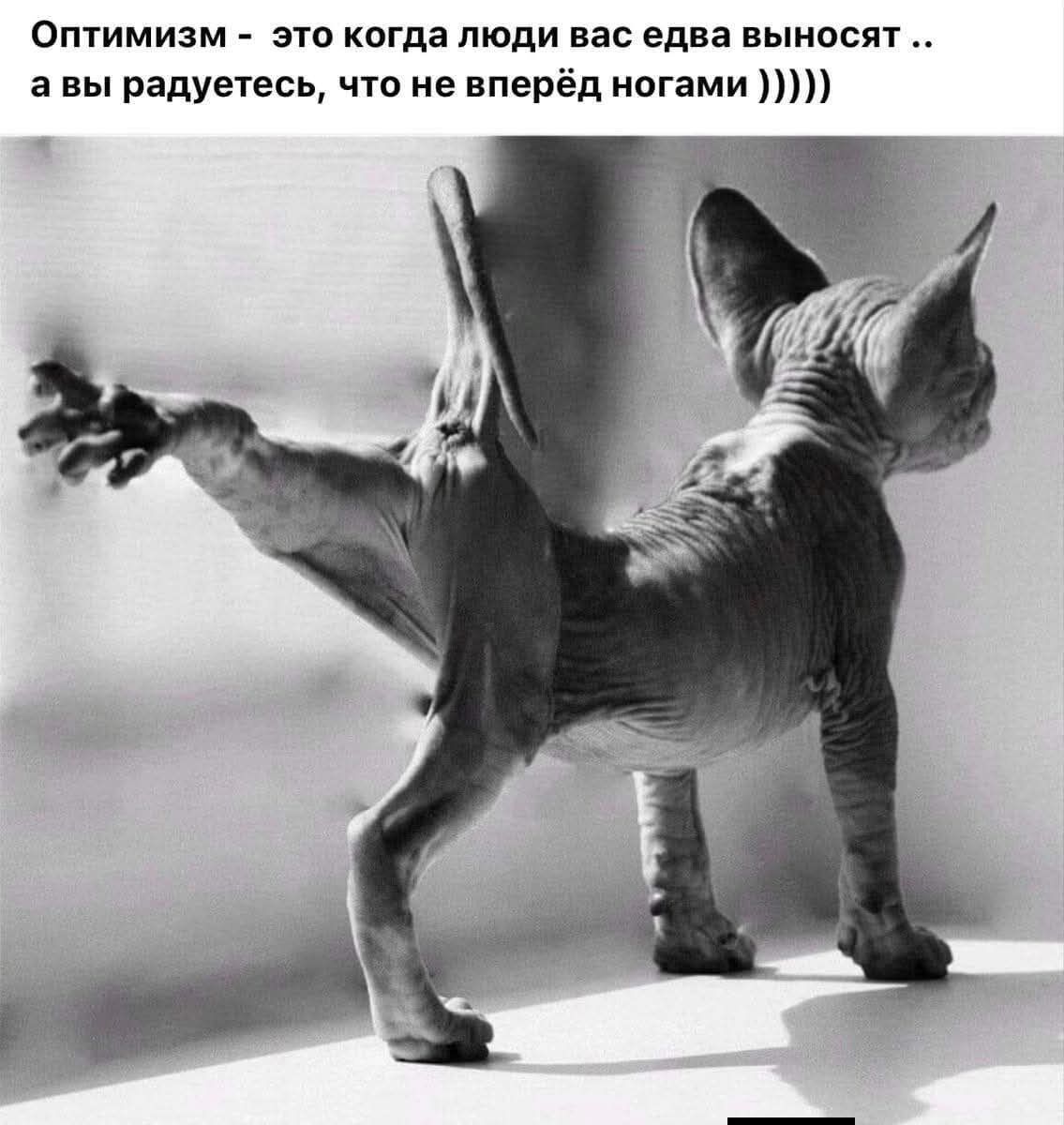 Оптимизм - это когда люди вас едва выносят .. а вы радуетесь, что не вперед ногами )))))
