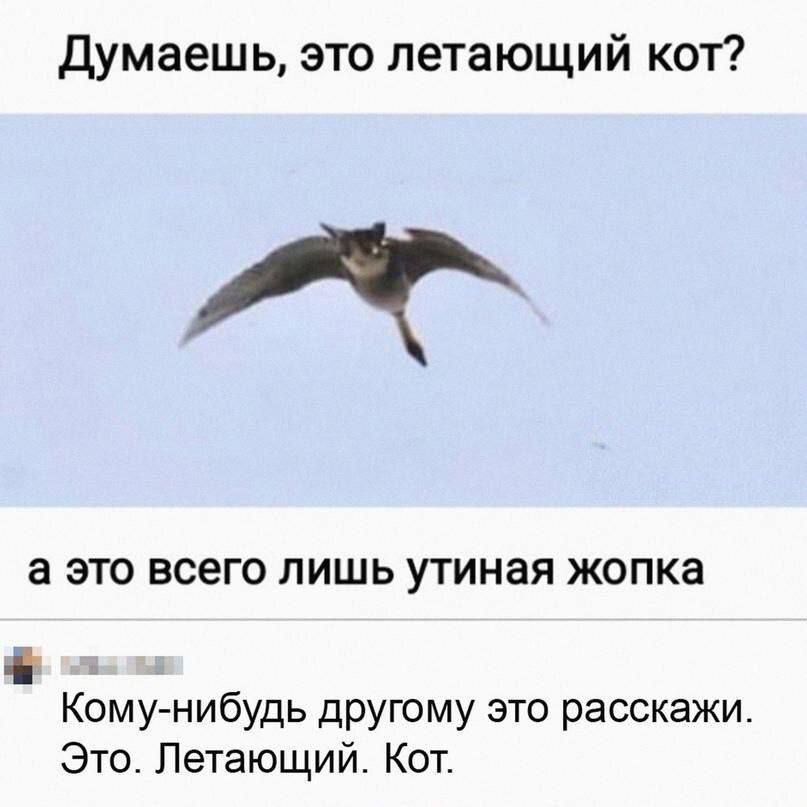 Думаешь, это летающий кот? а это всего лишь утинa жопка