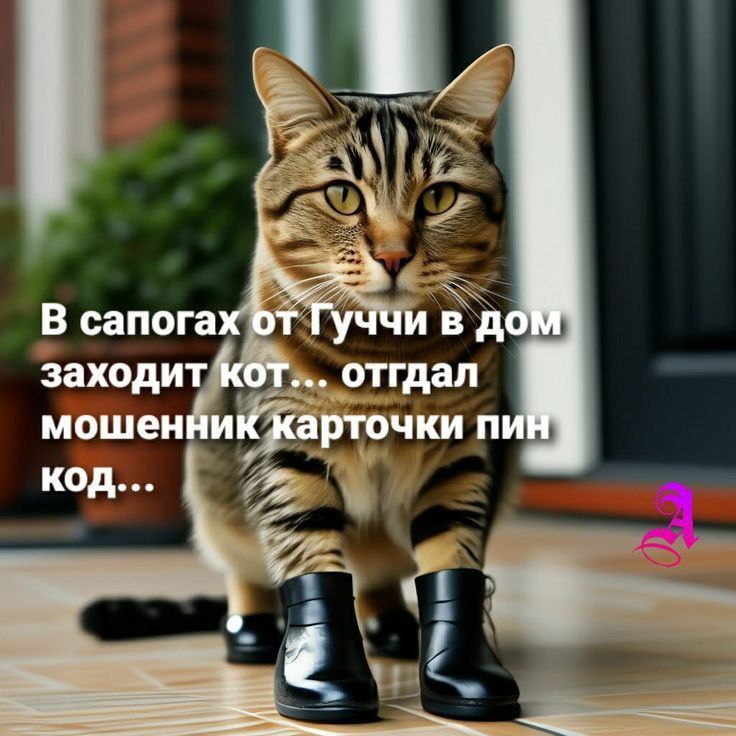 В сапогах от Гуччи в дом заходит кот... отгадал мошенник карточки пин код...