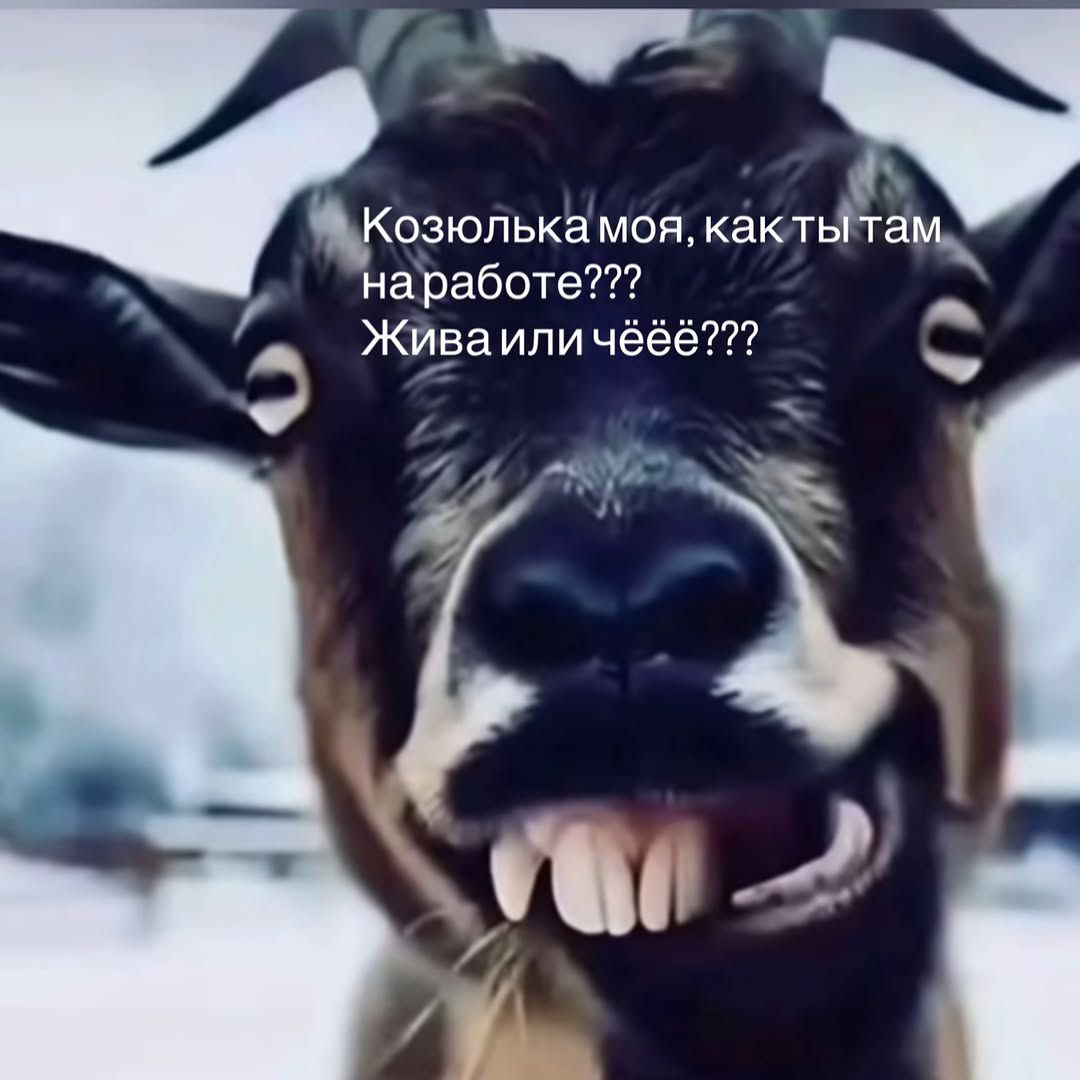Козолька моя, как ты там на работе??? Жива или чёёё???