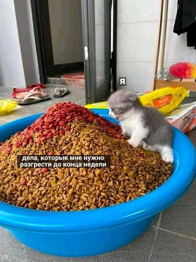 Я
дела, которые мне нужно разгребсти до конца недели