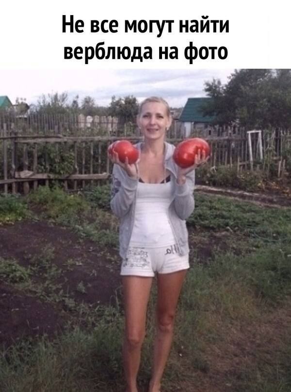 Не все смогут найти верблюда на фото