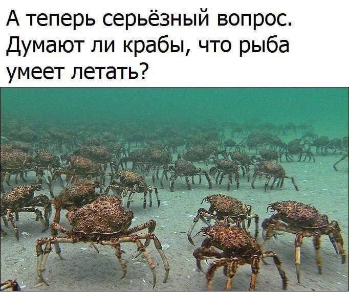 А теперь серьёзный вопрос. Думают ли крабы, что рыба умеет летать?