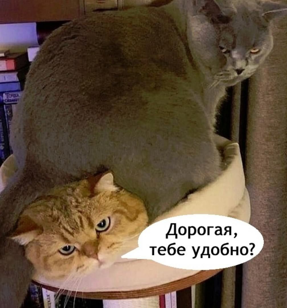 Дорогая, тебе удобно?