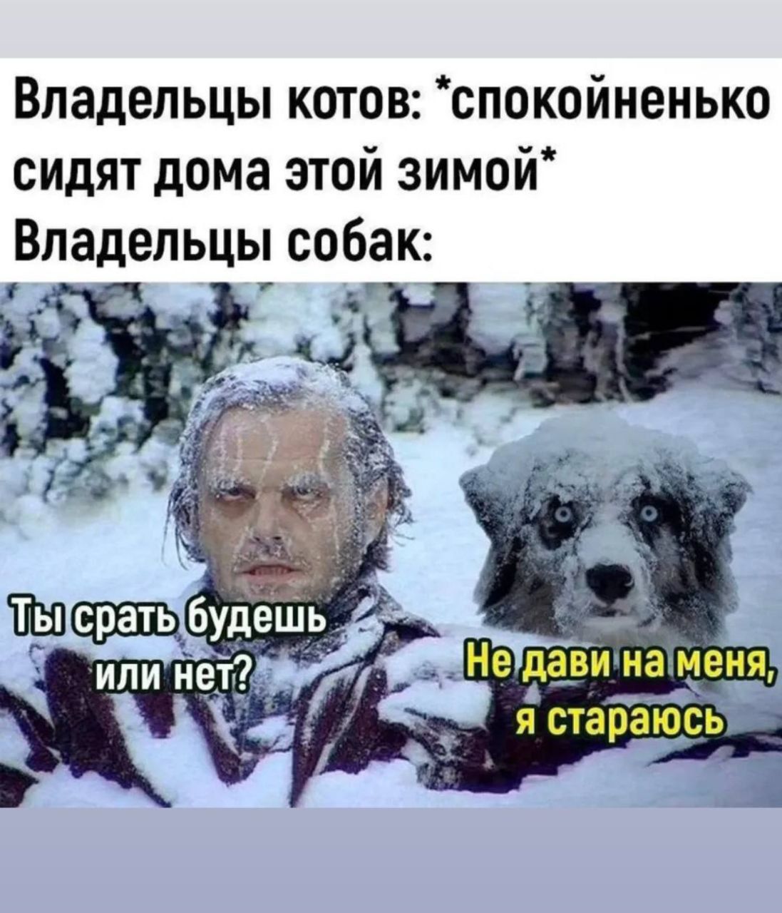 Владельцы котов: *спокойненько сидят дома этой зимой* Владельцы собак: Ты срать будешь или нет? Не дави на меня, я стараюсь