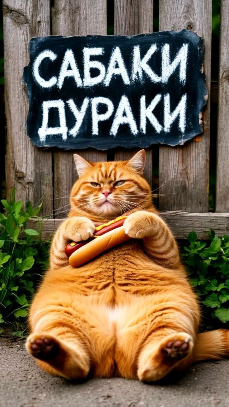 САБАКИ ДУРАКИ