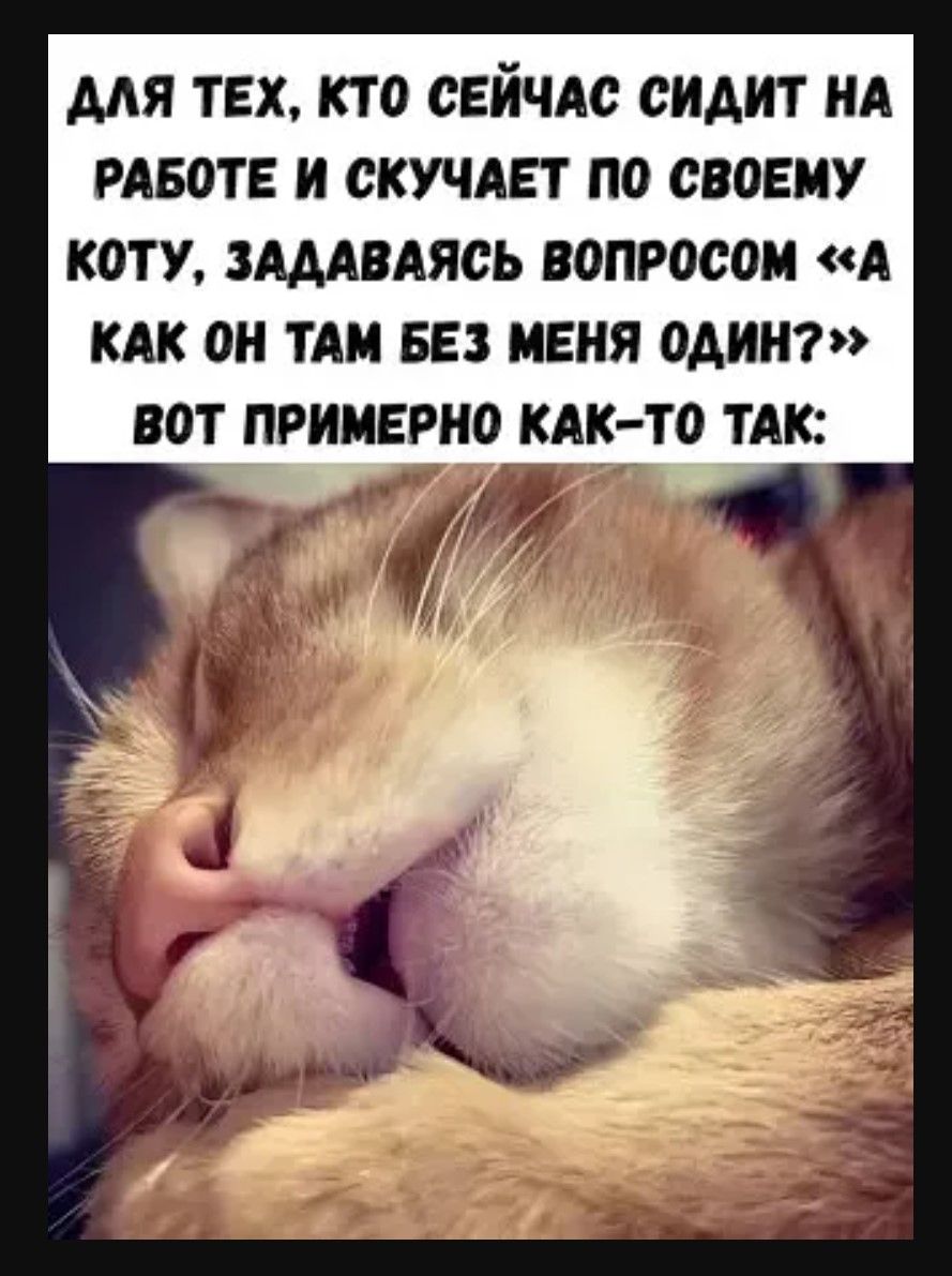 ДЛЯ ТЕХ, КТО СЕЙЧАС СИДИТ НА РАБОТЕ И СКУЧАЕТ ПО СВОЕГО КОТА, ЗАДАВАЯСЬ ВОПРОСОМ «А КАК ОН ТАМ БЕЗ МЕНЯ ОДИН?» ВОТ ПРИМЕРНО КАК-ТО ТАК: