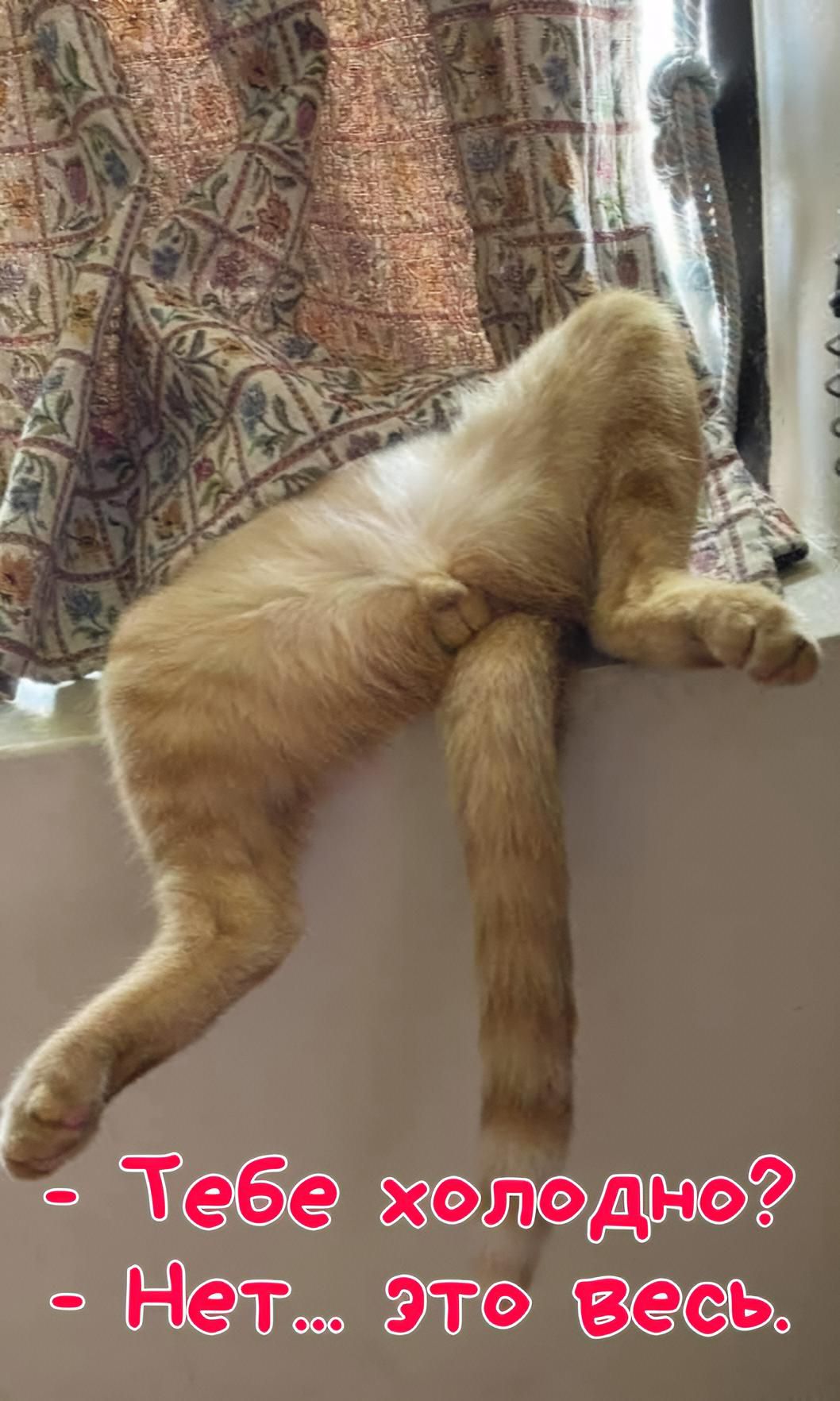 - Тебе холодно? - Нет... Это весь.