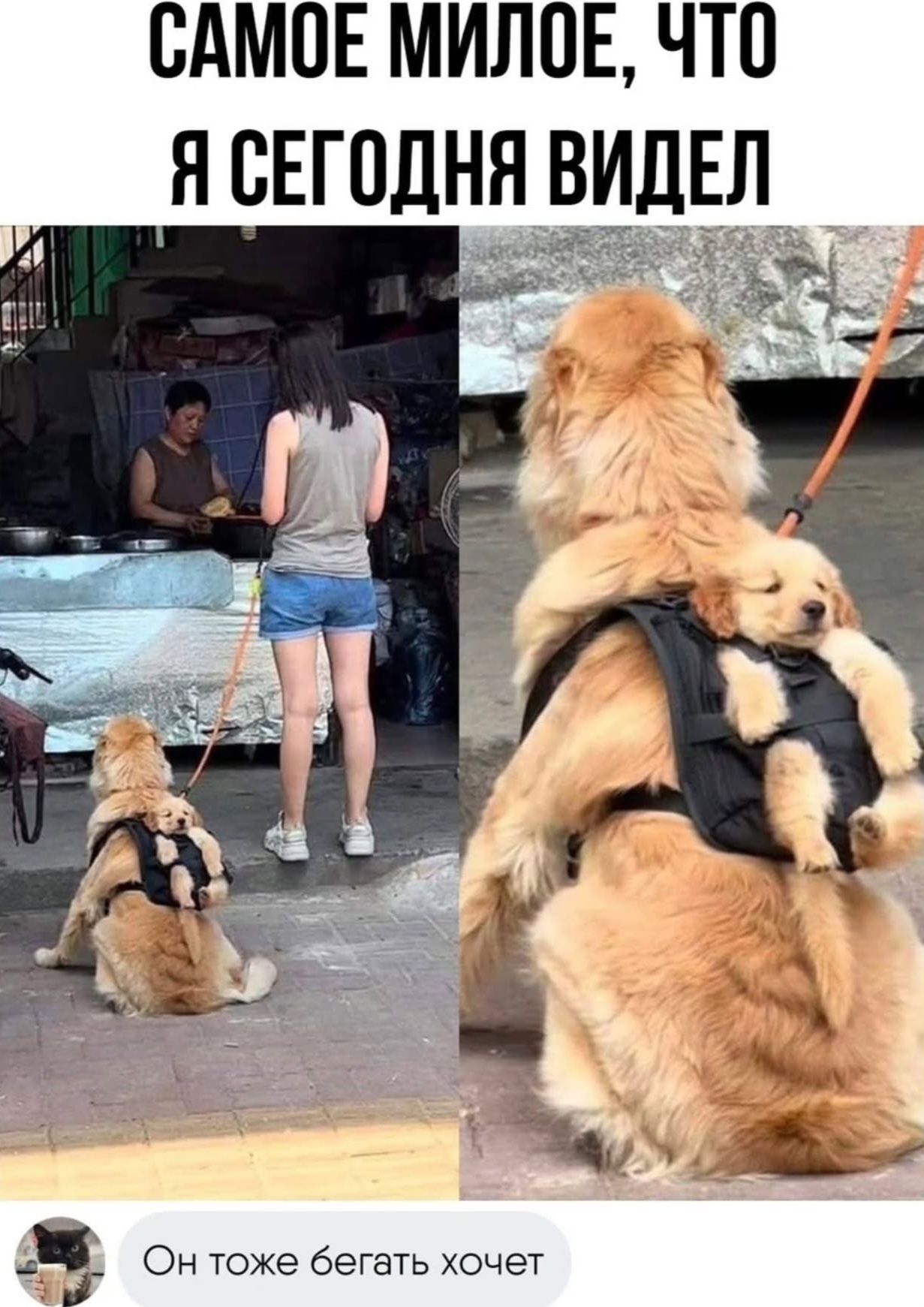 САМОЕ МИЛОЕ, ЧТО Я СЕГОДНЯ ВИДЕЛ
Он тоже бегать хочет