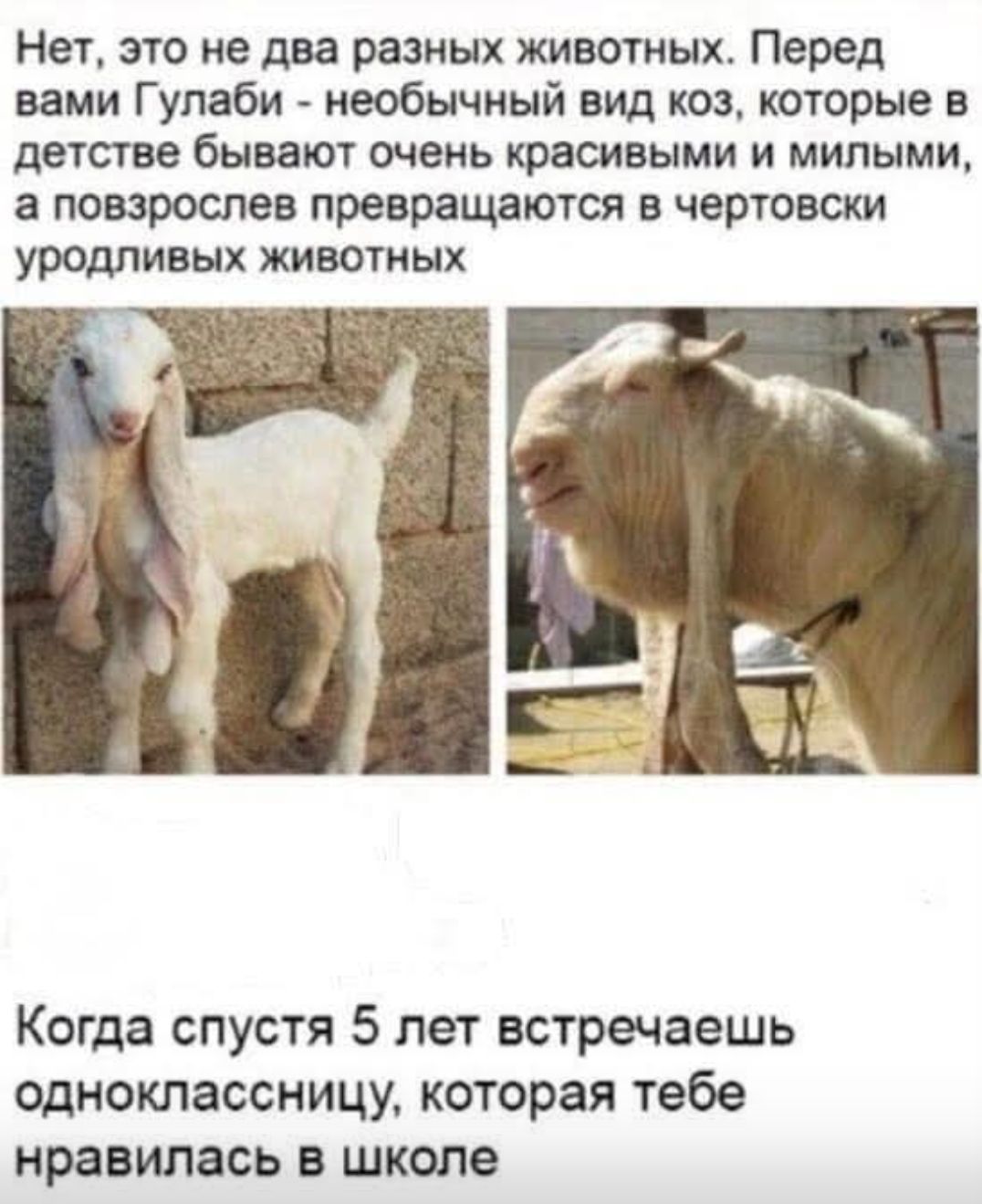 Нет, это не два разных животных. Перед вами Гулаби - необычный вид коз, которые в детстве бывают очень красивыми и милыми, а повзрослев превращаются в чертовски уродливых животных

Когда спустя 5 лет встречаешь одноклассницу, которая тебе нравилась в школе