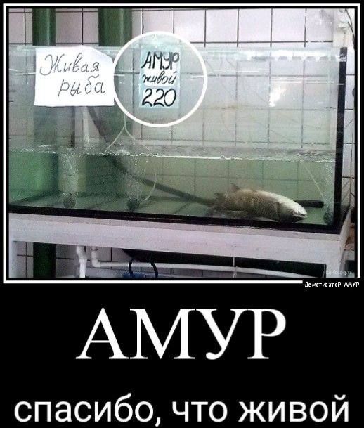 Живая рыба
АМУР
рыба 220
АМУР
спасибо, что живой