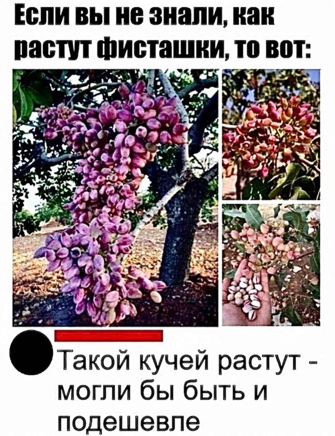 Если вы не знали, как растут фисташки, то вот:
Такой кучей растут - могли бы быть и подешевле
