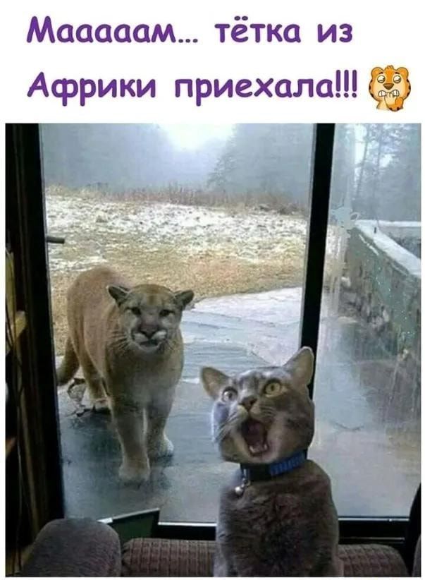 Маaаам... тётка из Африки приехала!!!