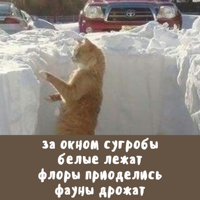 за окном сугробы белые лежат флоры приделились фауны дрожат
