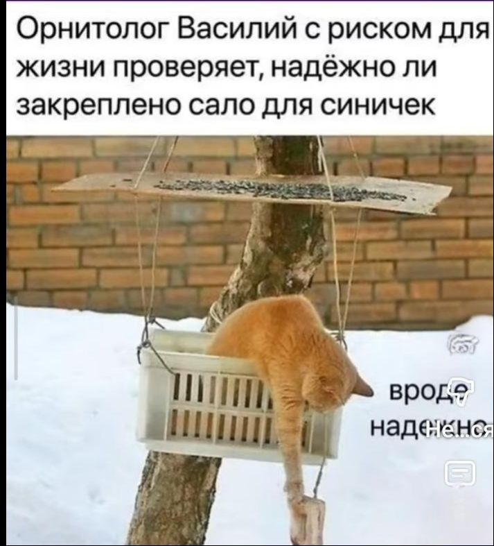 Орнитолог Василий с риском для жизни проверяет, надёжно ли закреплено сало для синичек
вроде надено