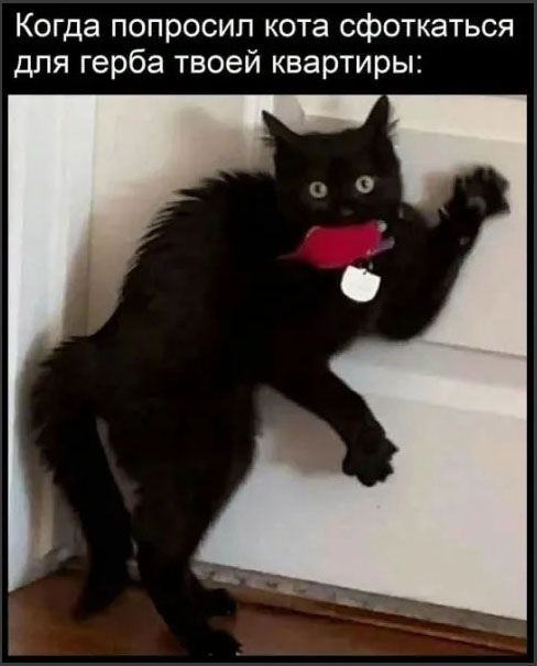 Когда попросил кота сфоткаться для герба твоей квартиры: