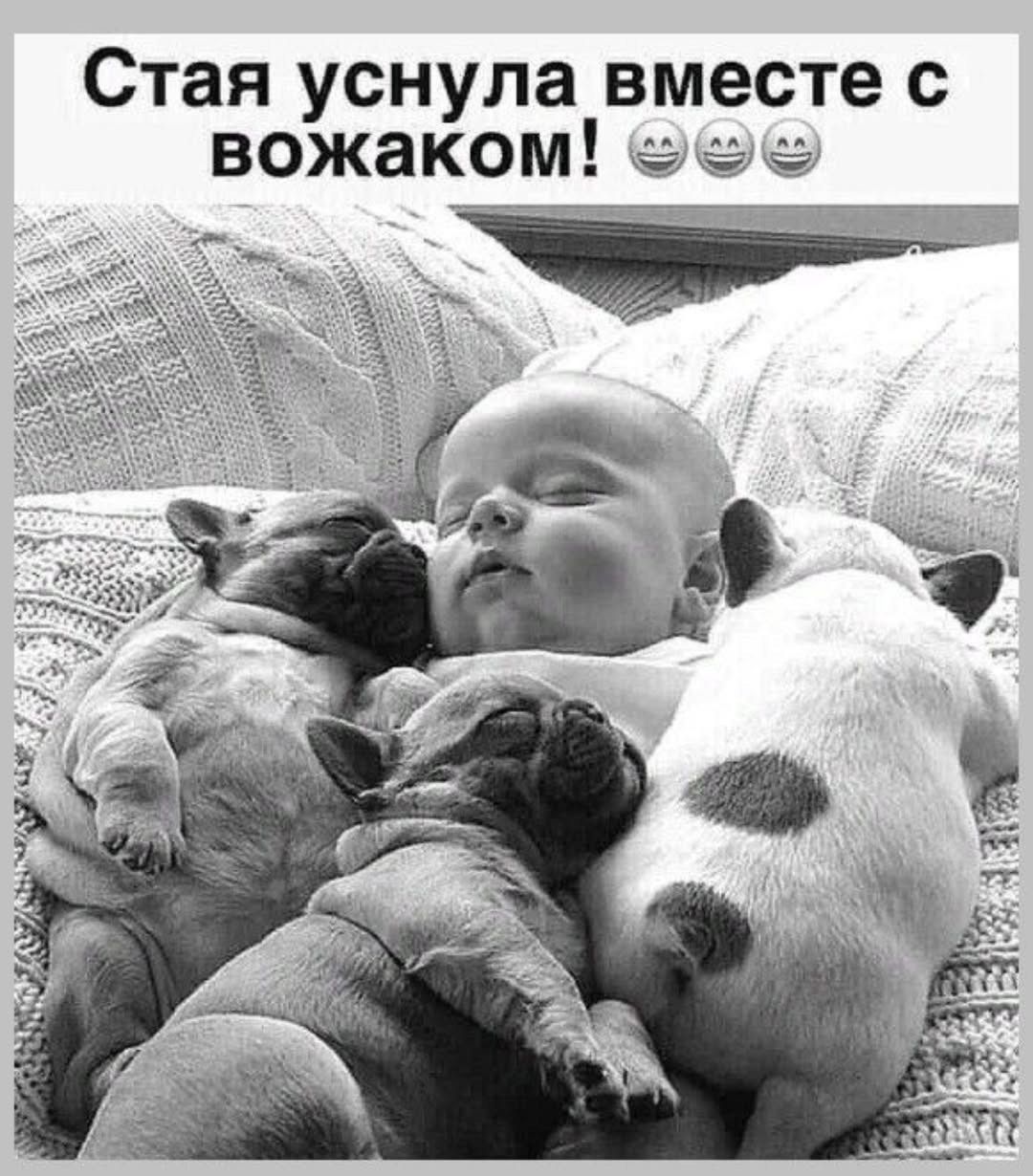 Стая уснула вместе с вожаком! 😊😊😊