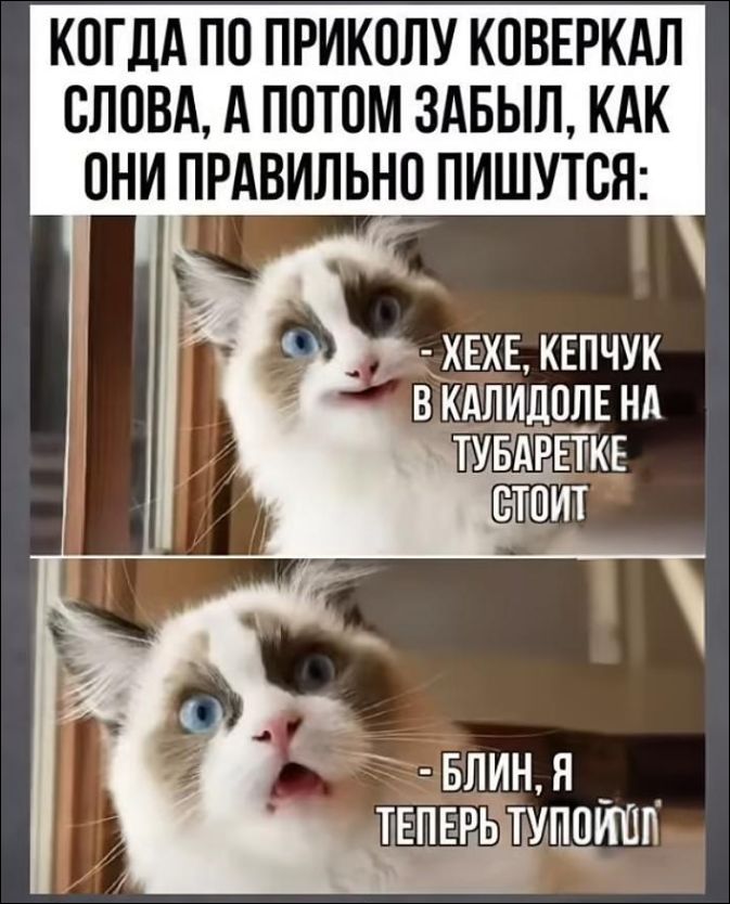 КОГДА ПО ПРИКОЛУ КОВЕРКАЛ СЛОВА, А ПОТОМ ЗАБЫЛ, КАК ОНИ ПРАВИЛЬНО ПИШУТСЯ:
- ХЕХЕ, КЕПЧУК В КАЛИДОЛЕ НА ТУБАТЕРКЕ СТОИТ
- БЛИН, Я ТЕПЕРЬ ТУПОЙ