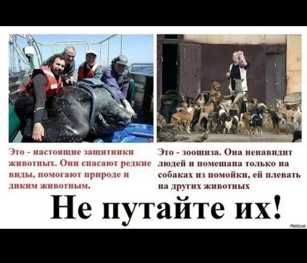 Это - настоящие защитники животных. Они спасают редкие виды, помогают природе и диким животным.\nЭто - зоошиза. Она ненавидит людей и помешана только на собаках из помойки, ей плевать на других животных.\nНе путайте их!
