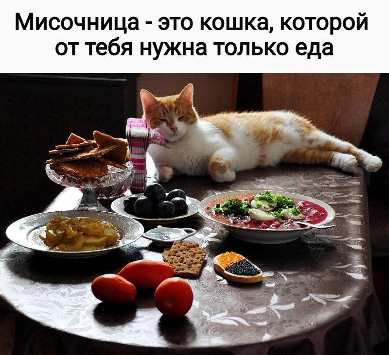 Мисочница - это кошка, которой от тебя нужна только еда