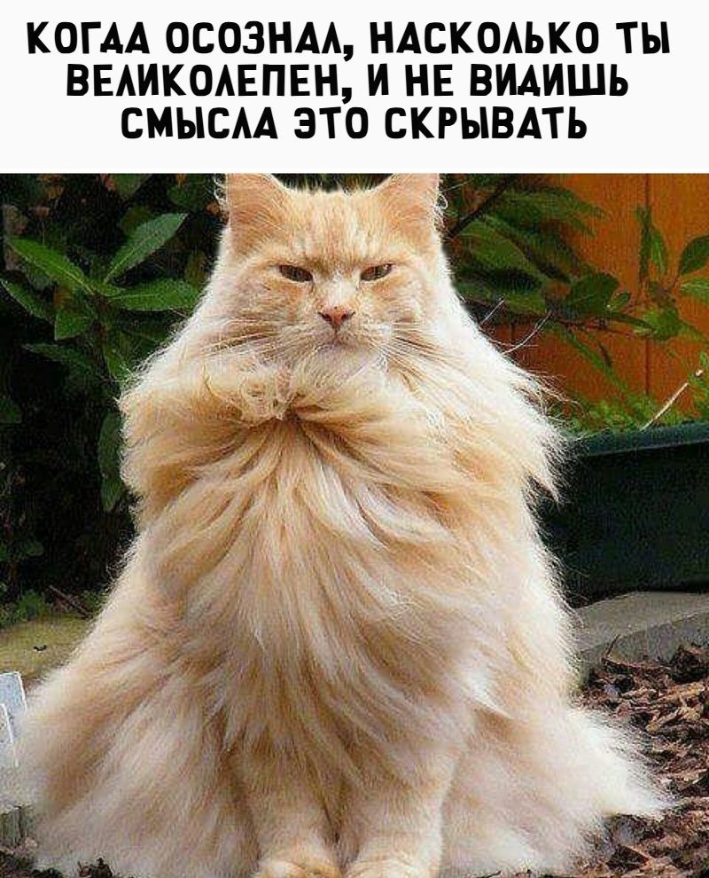 КОГДА ОСОЗНАЕШЬ, НАСКОЛЬКО ТЫ ВЕЛИКОЛЕПЕН, И НЕ ВИДИШЬ СМЫСЛА ЭТО СКРЫВАТЬ