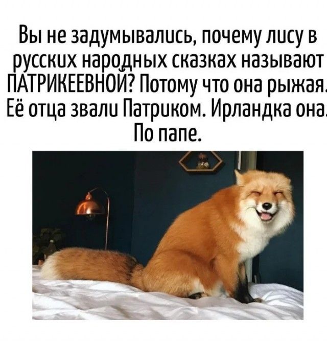 Вы не задумывались, почему лису в русских народных сказках называют ПАТРИКЕЕВОЙ? Потому что она рыжевая. Её отца звали Патриком. Ирландка она По папе.