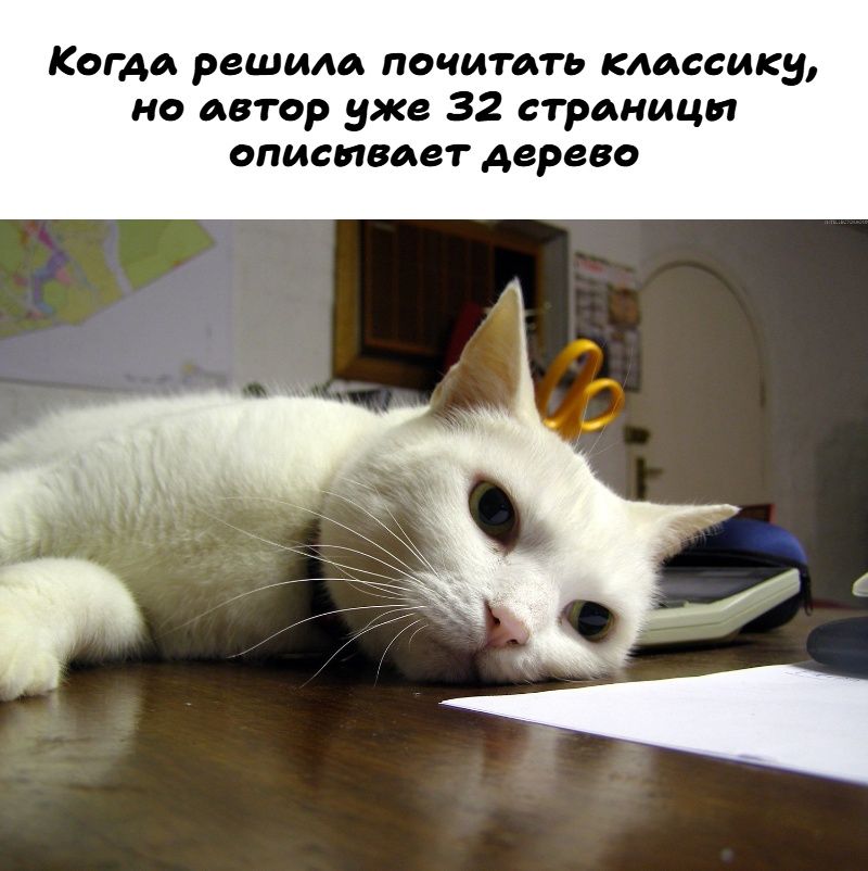 Когда решила почитать классику, но автор уже 32 страницы описывает дерево