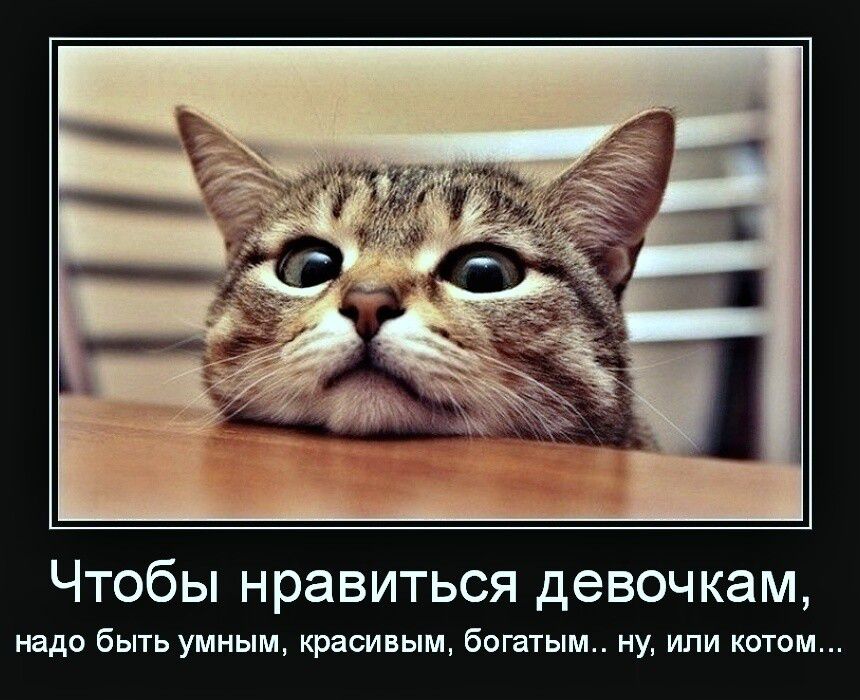Чтобы нравиться девочкам, надо быть умным, красивым, богатым.. ну, или котом...