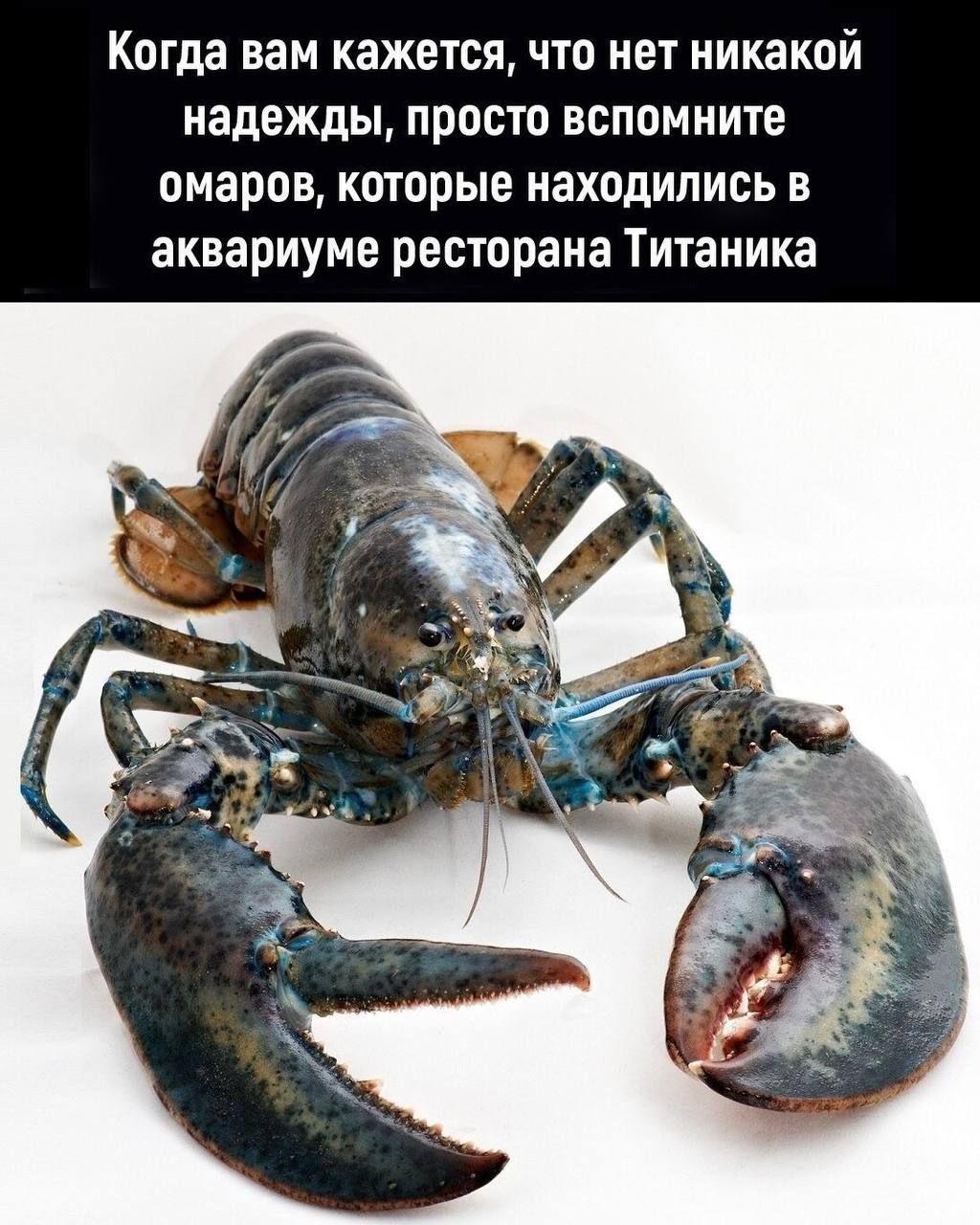 Когда вам кажется, что нет никакой надежды, просто вспомните омаров, которые находились в аквариуме ресторана Титаника
