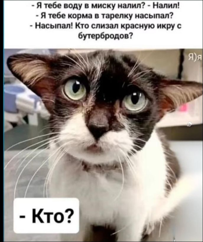 - Я тебе воду в миску налил? - Налил!\n- Я тебе корма в тарелку насыпал? - Насыпал! Кто слезал красную икру с бутербродов?\n- Кто?