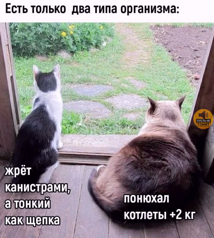 Есть только два типа организма: 
жрёт канистрами, а тонкий как щепка 
понюхал котлеты +2 кг