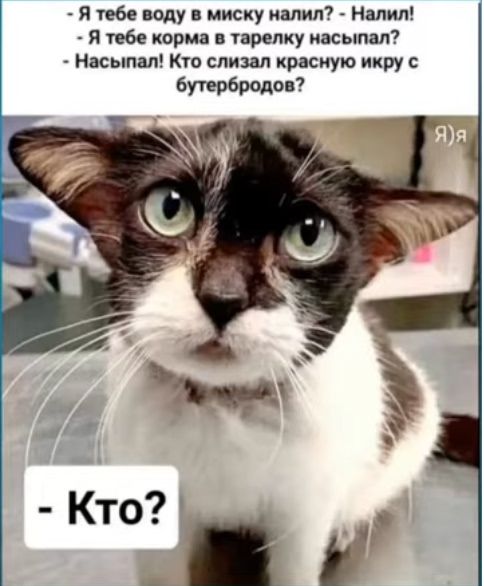 - Я тебе воду в миску налил? - Налил! 
- Я тебе корм в тарелку насыпал? - Насыпал! Кто слизал красную икру с бутербродов? 
- Кто?